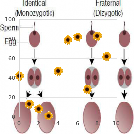 Enolase deficiency type 3